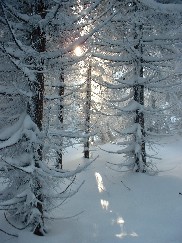 Zieleniec 2003